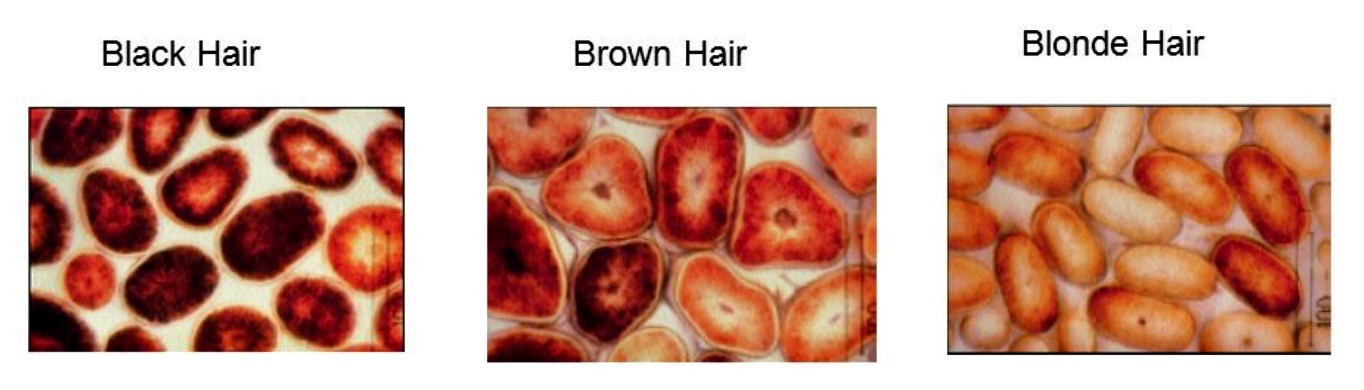 Screen Shot 2018-09-17 at 9.04.09 AM